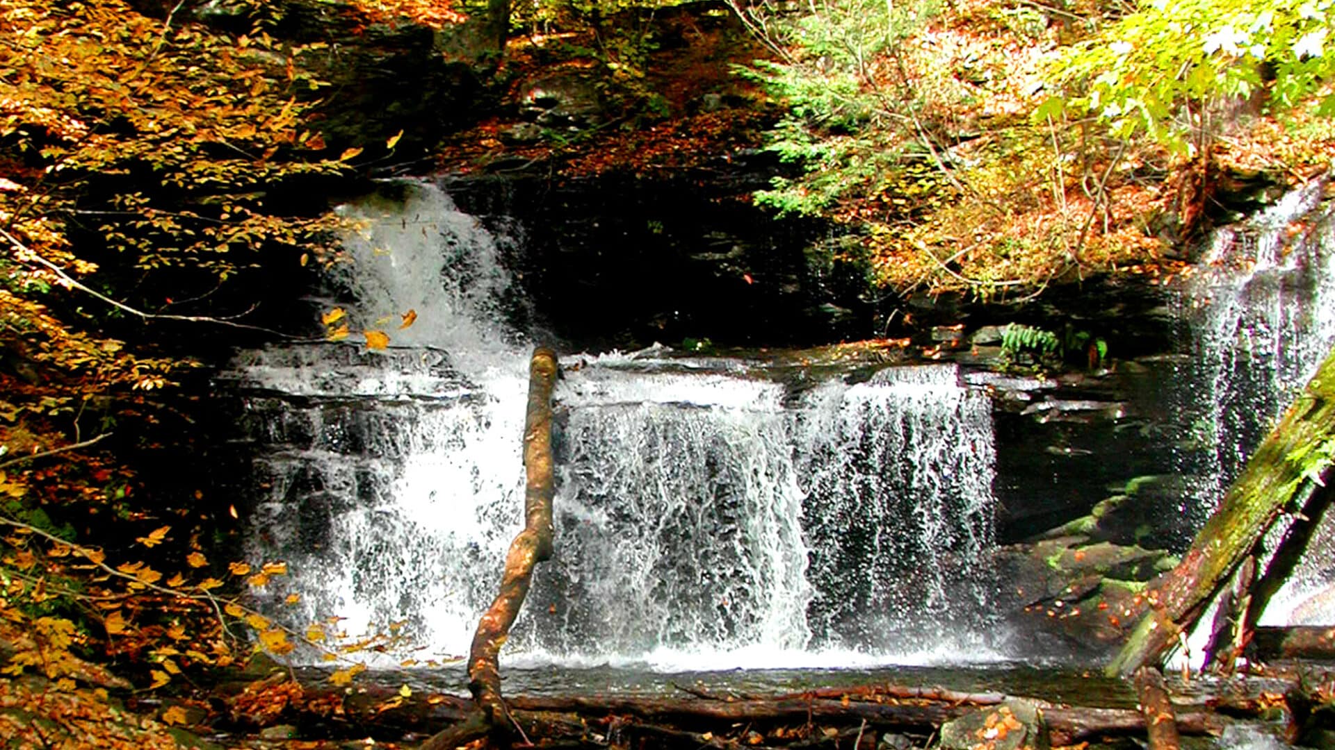 Ricketts Glen white rushing waterfall with pool surrounded by fall leaves below and orange yellow and green trees above