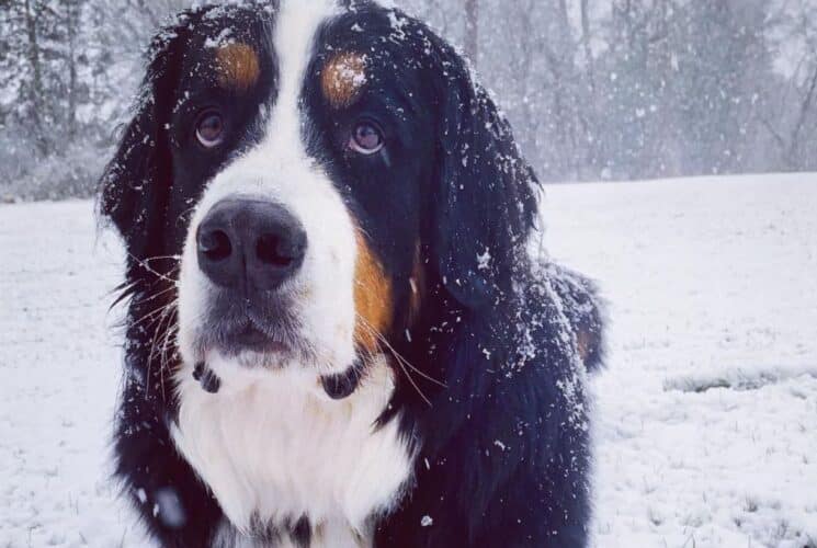 Close up view of black, white, and brown dog playing in the snow