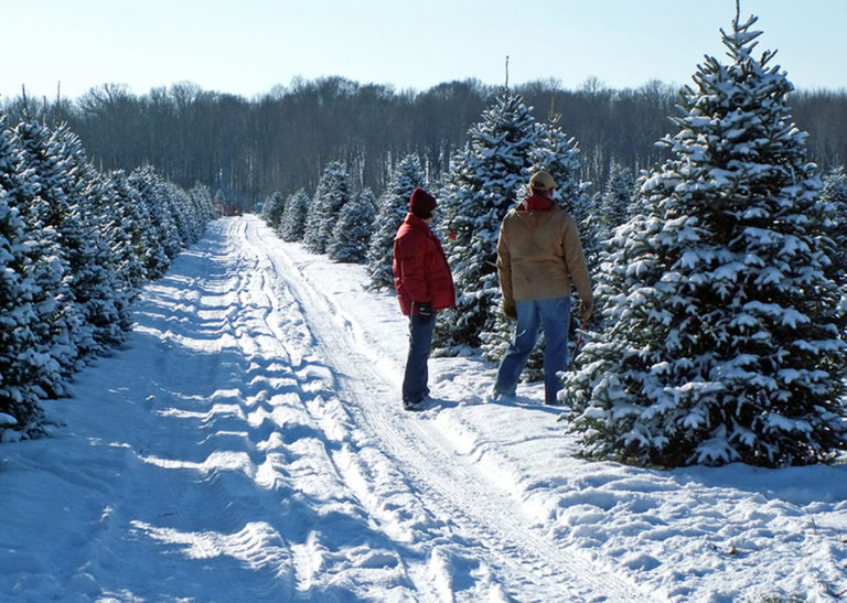 Central PA Christmas Tree Farms Where to Cut Your Own Christmas Tree