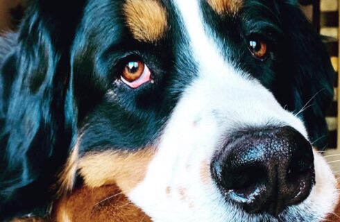 Close up view of a black, white, and brown dog's head