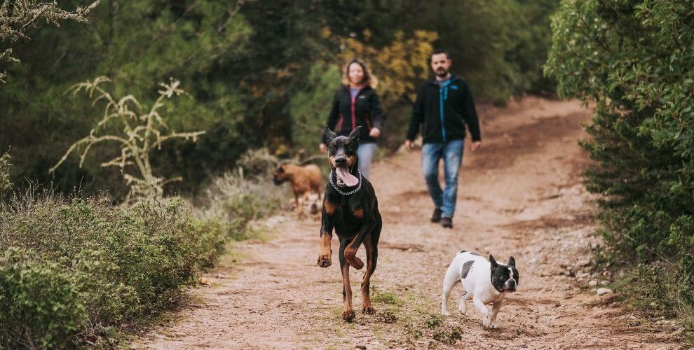 blurred couple in background walking dogs on nature trail