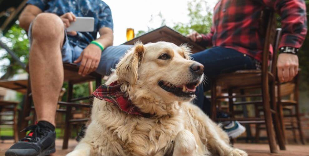 dog lying down at pet-friendly restaurant with outdoor seating