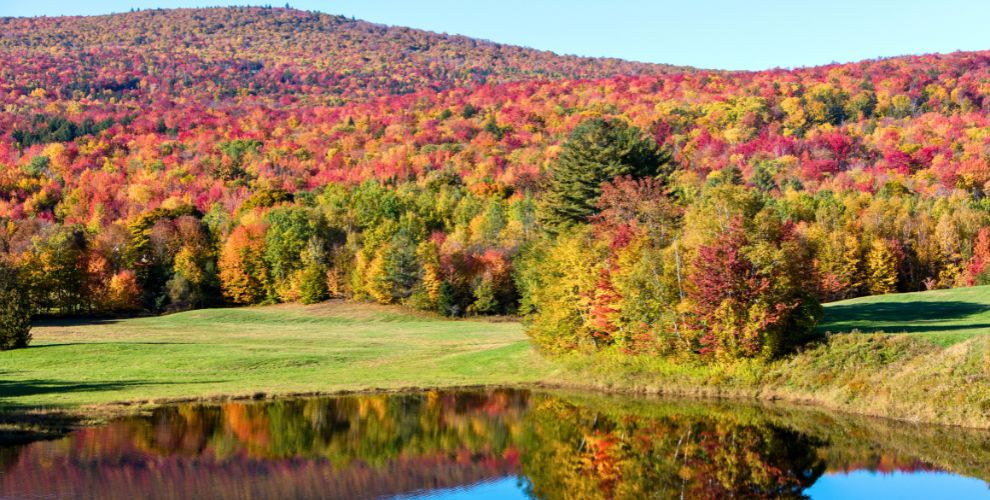 view of daytime fall foliage along river