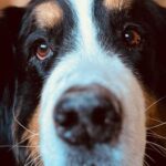 closeup of soca, the innkeepers dog at turkey hill inn