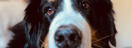 closeup of soca, the innkeepers dog at inn at turkey hill