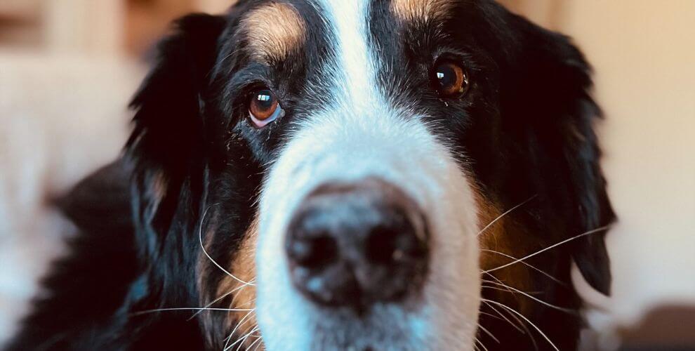 closeup of soca, the innkeepers dog at turkey hill inn